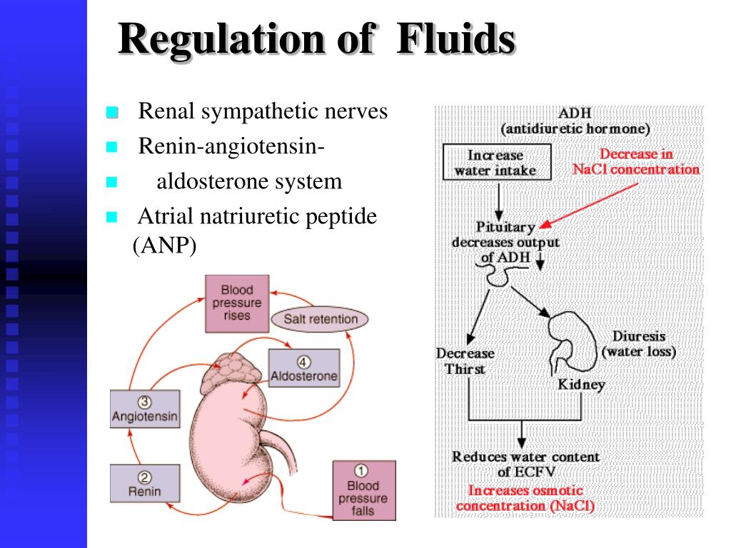 concerning body fluid compartments