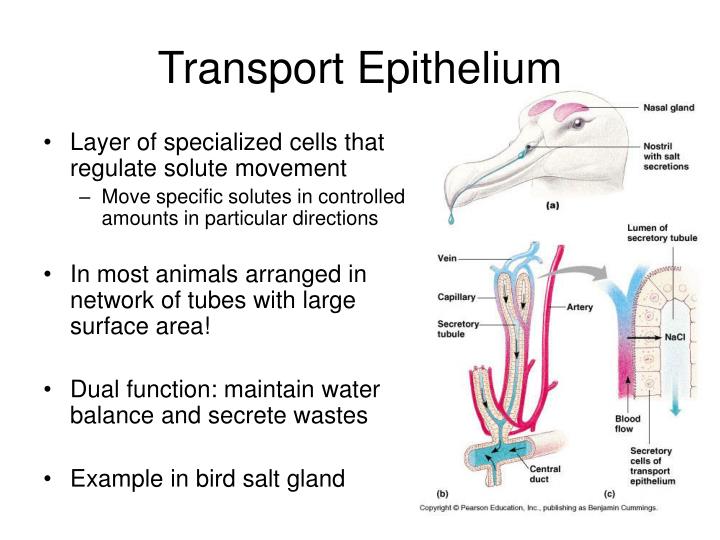 PPT - Osmoregulation PowerPoint Presentation - ID:867720