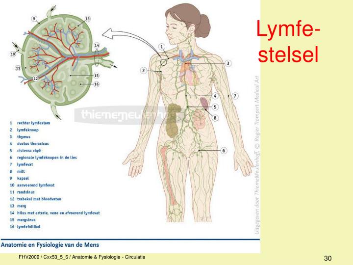PPT - Anatomie / fysiologie PowerPoint Presentation - ID:868357