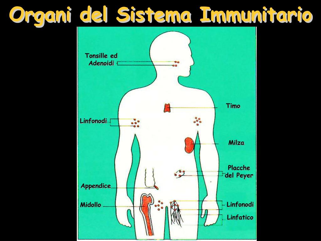 PPT - Organi del Sistema Immunitario PowerPoint Presentation, free download  - ID:869222
