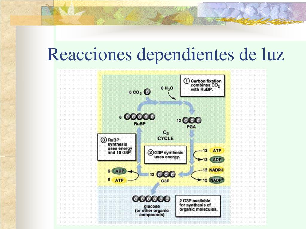PPT - EL PROCESO DE FOTOSÍNTESIS PowerPoint Presentation, free download