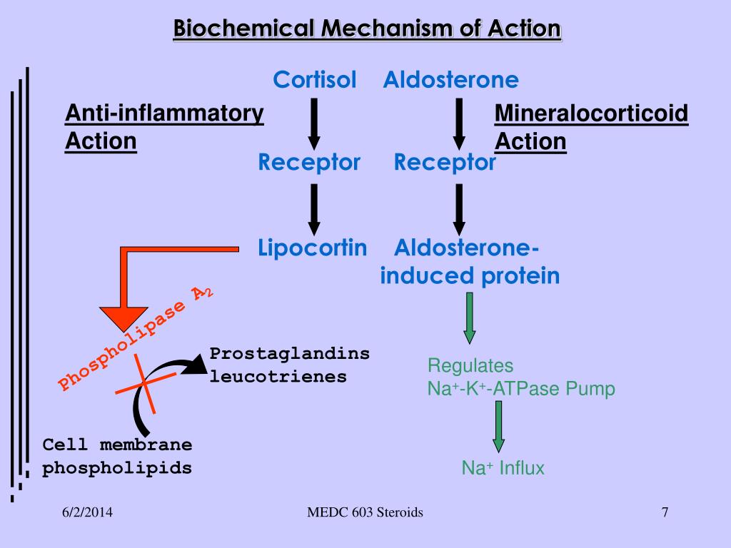 Mechanism of action. Aldosterone Action mechanism. Кортизол и альдостерон. Regulation of Aldosterone. Липокортин и кортизол.
