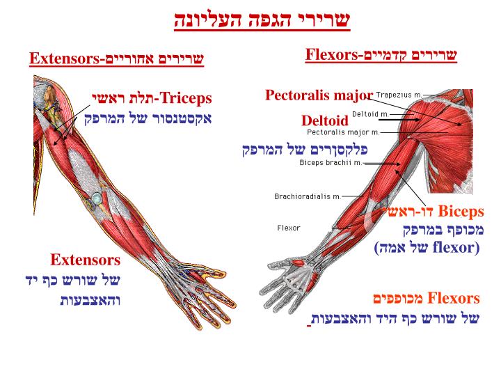 PPT - כפיפה PowerPoint Presentation - ID:871617