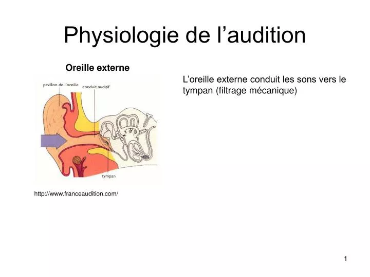 Décrire Le Mécanisme De La Perception Auditive