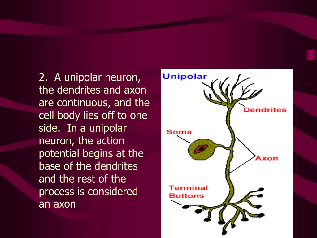 PPT - The Nervous System PowerPoint Presentation, Free Download - ID:874223