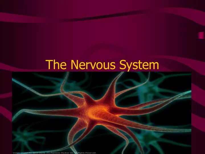 the nervous system n.