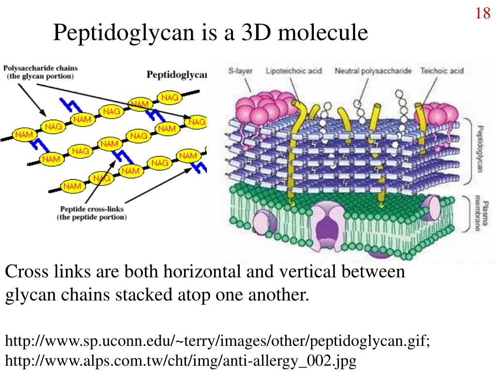 Пептидогликан бактерий. Пептидогликан. Пептидогликан рисунок. Пептидогликан примеры. Teichoic acid.