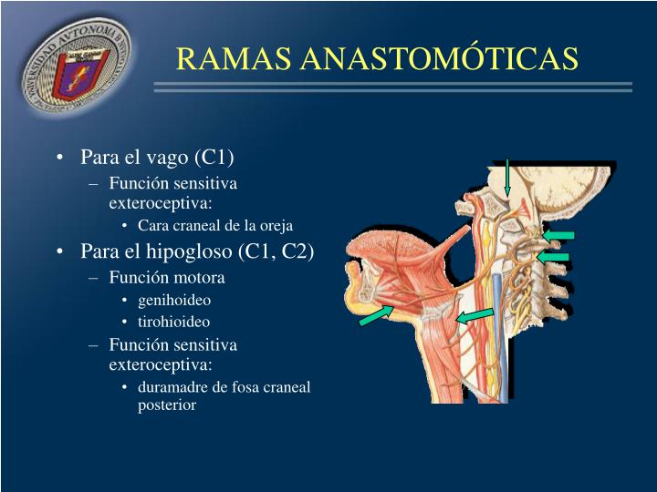 PPT - PLEXO CERVICAL PowerPoint Presentation - ID:877078