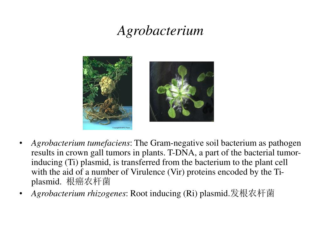 PPT - Agrobacterium -mediated transformation of rice PowerPoint ...