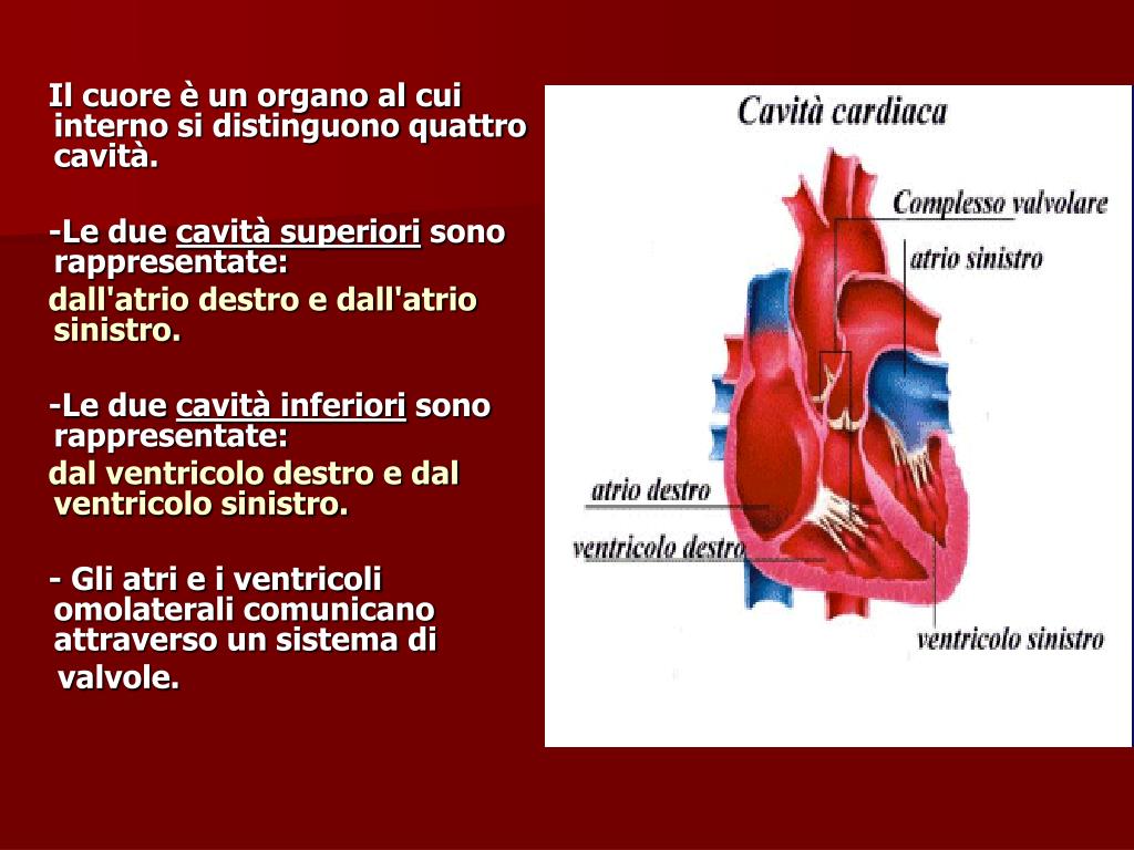 Ppt Lapparato Cardiocircolatorio Powerpoint Presentation Free Download Id878931 1071