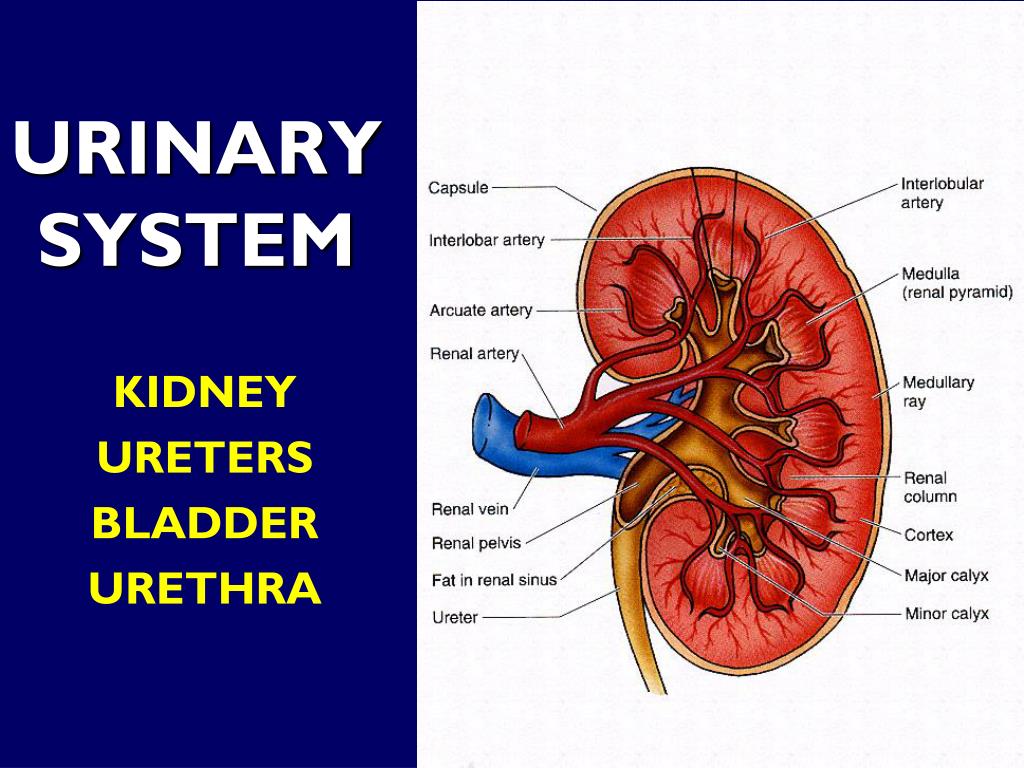 presentation about urinary system