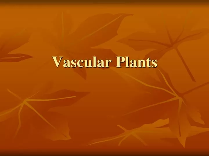 vascular plants n.