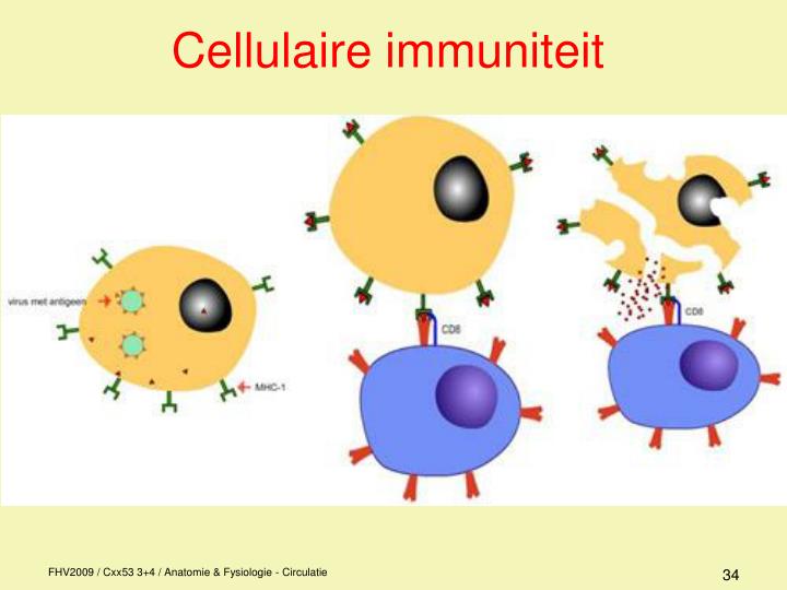 PPT - Anatomie / fysiologie PowerPoint Presentation - ID:882896