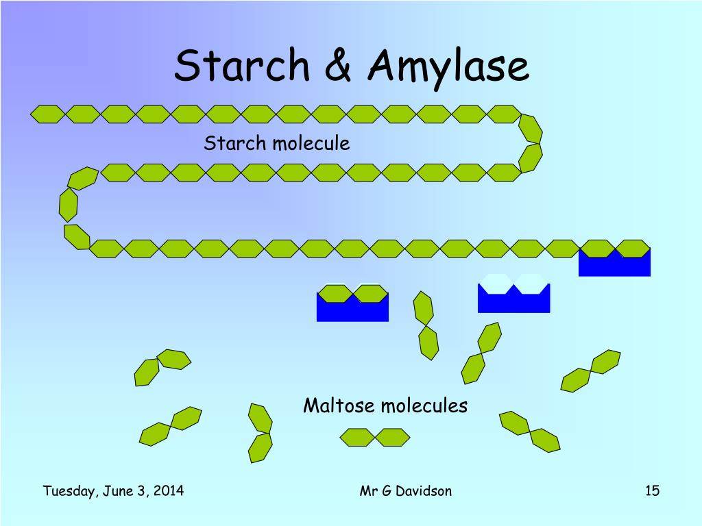 how does amylase break down starch into sugar