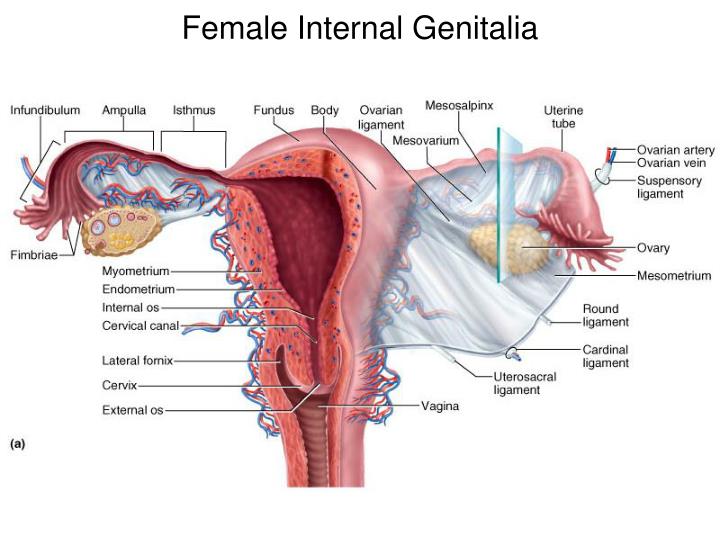 Female Internal / Female Internal Reproductive Organs Photograph by Science ... / This article looks at female body parts and their functions, and it provides an interactive diagram.