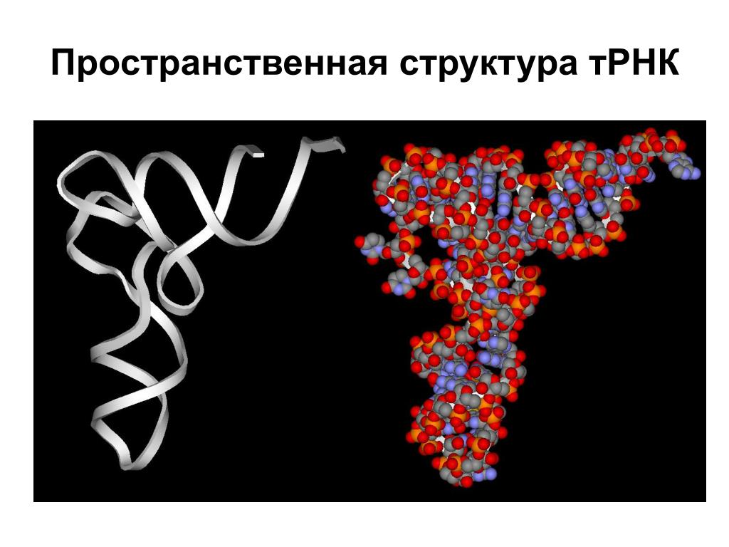 Биополимеры рнк. Третичная структура ТРНК. Пространственная структура ТРНК. Пространственная структура ДНК третичная структура. Третичная структура т РНК.