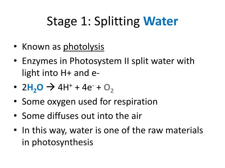 PPT Photosynthesis The Light Dependent Stage PowerPoint Presentation ppt-photosynthesis-the-light-dependent-stage-powerpoint-presentation