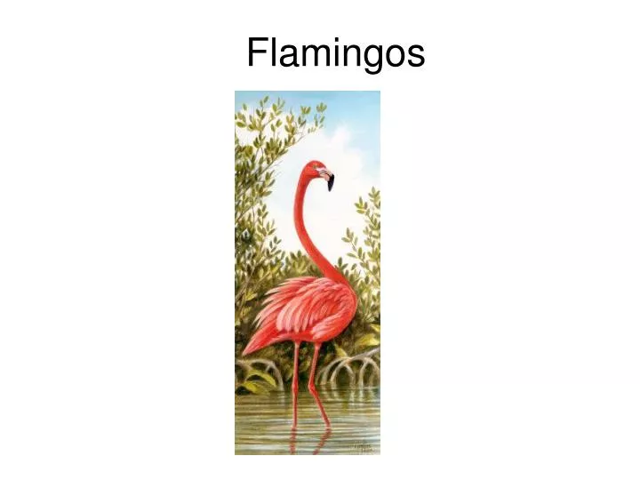flamingos n.