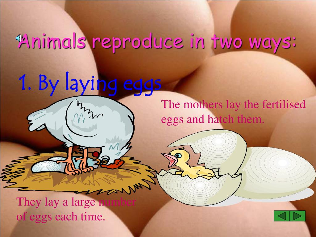 PPT - Reproduction of animals PowerPoint Presentation, free download