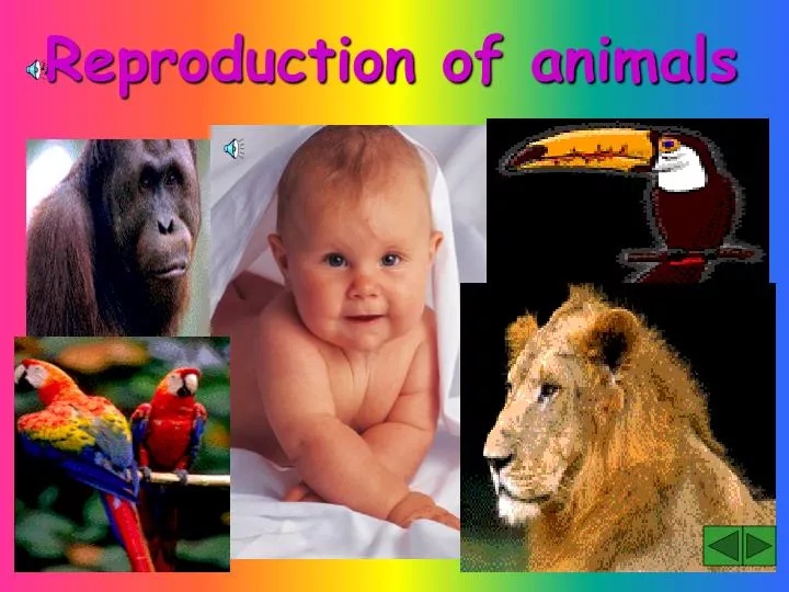 PPT - Reproduction of animals PowerPoint Presentation, free download
