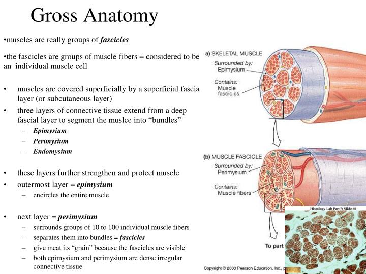 PPT - THE MUSCULAR SYSTEM: SKELETAL MUSCLE TISSUE AND MUSCLE