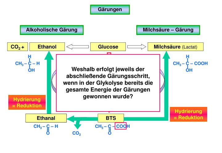 Reaktionsgleichung Für Alkoholische Gärung PPT - Der Kohlenhydratabbau PowerPoint Presentation - ID:885854