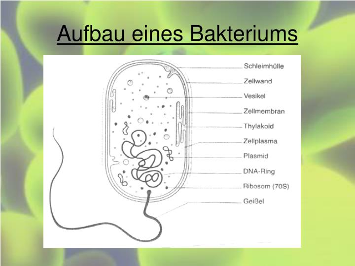 download schaums outline of biology third edition