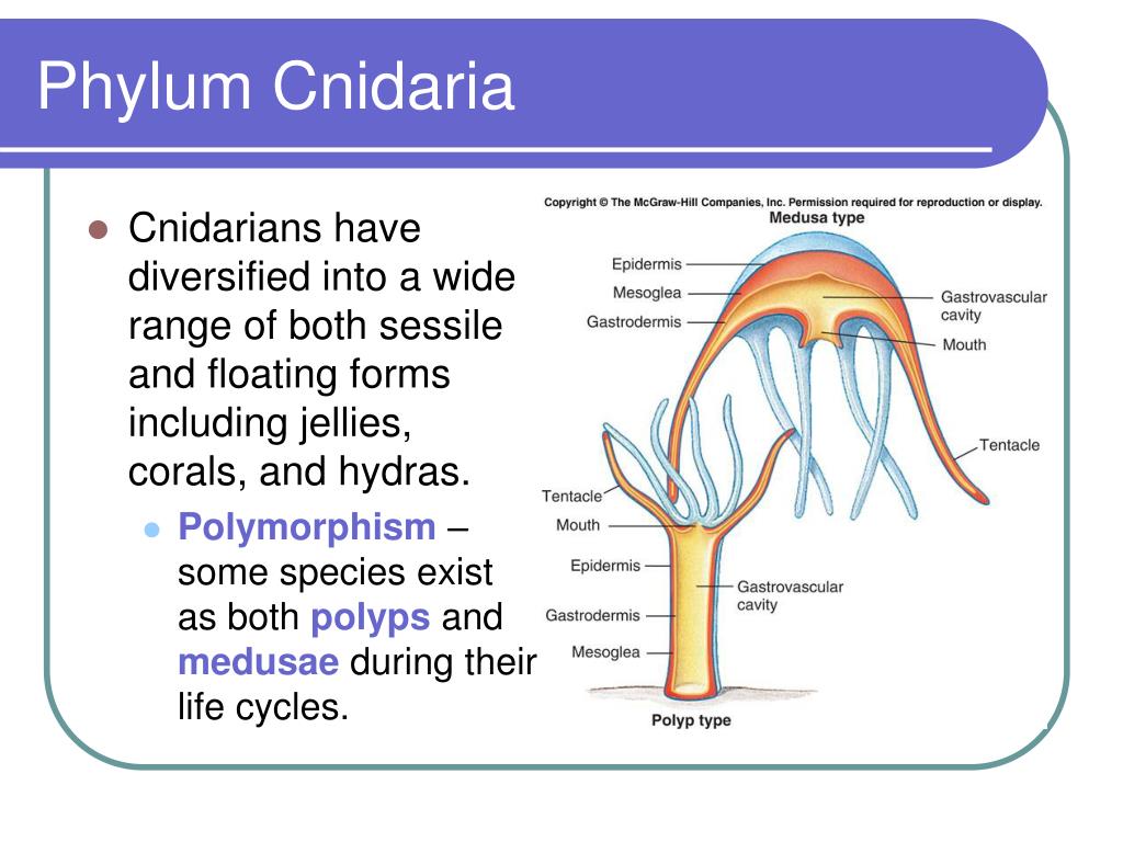 PPT - Radiate Animals PowerPoint Presentation, free download - ID:887837