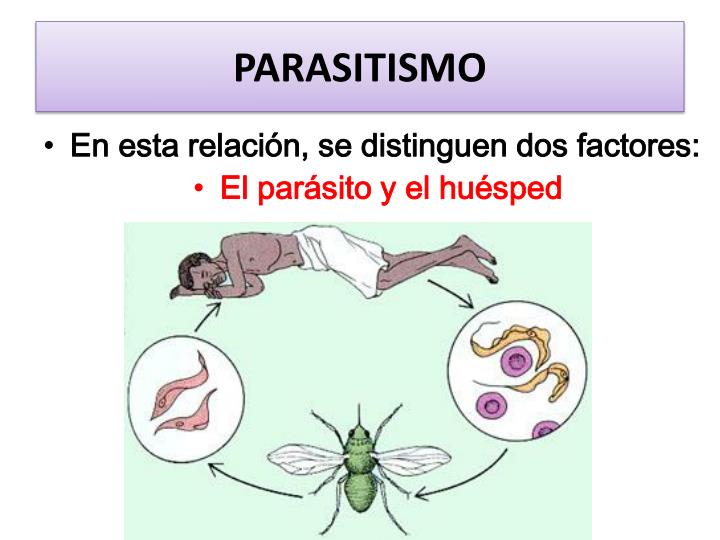 Ejemplos Y Tipos De Parasitismos Images