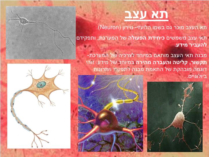 PPT - מערכות בגוף האדם PowerPoint Presentation - ID:888177