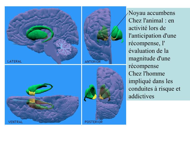 Comment Activer Le Noyau Accumbens Avec La Langue