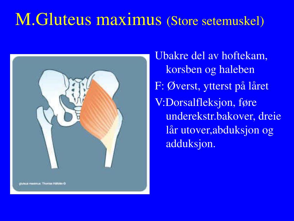 PPT - Musklene i undereks tremiteten PowerPoint Presentation, free download  - ID:888783