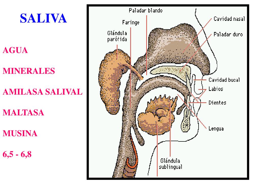 PPT El Sistema digestivo Tubo digestivo y glándulas