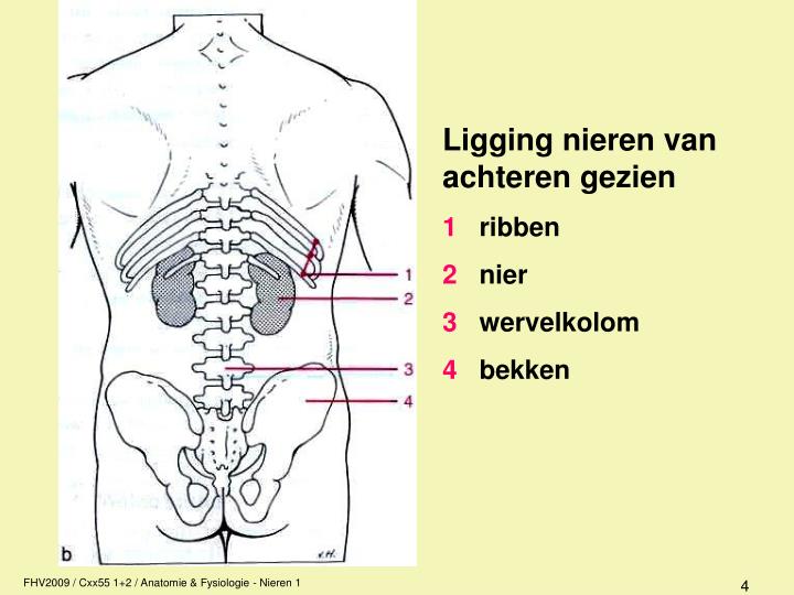PPT - Anatomie / fysiologie PowerPoint Presentation - ID:890392