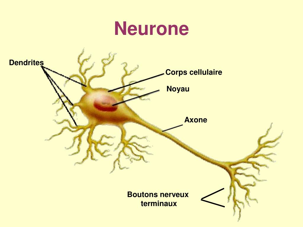 Короткий сильно ветвящийся отросток нервной клетки