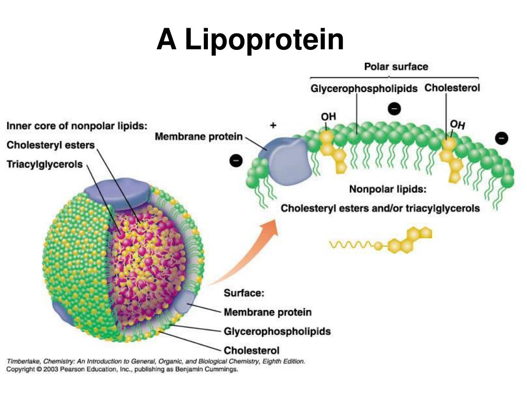 Липопротеин. Липопротеины биохимия. Строение липопротеинов. Липопротеины строение биохимия.