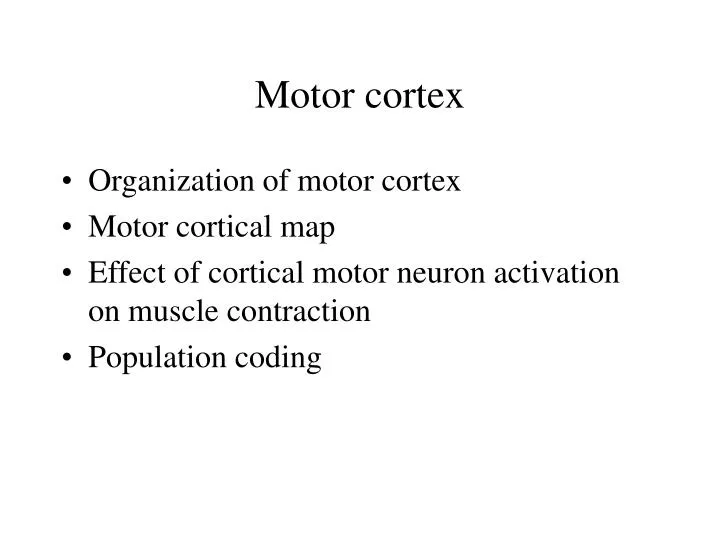 motor cortex n.