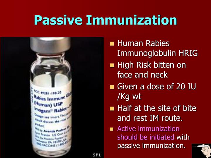 PPT - Rabies PowerPoint Presentation - ID:8972