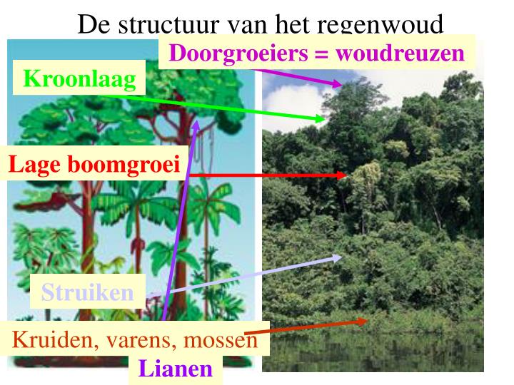 PPT - T ropisch regenwoud PowerPoint Presentation - ID:897594