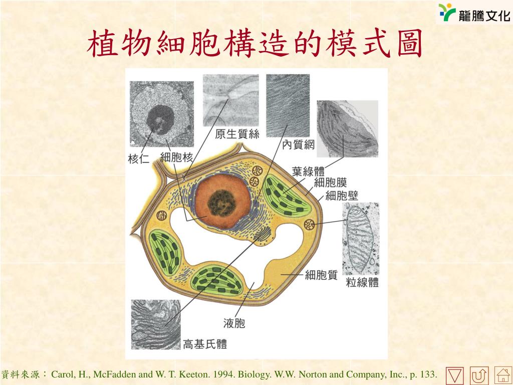 Ppt 第一章細胞與生物體powerpoint Presentation Free Download Id 30 Ppt 第一章細胞與生物體powerpoint Presentation Free Download Id 30