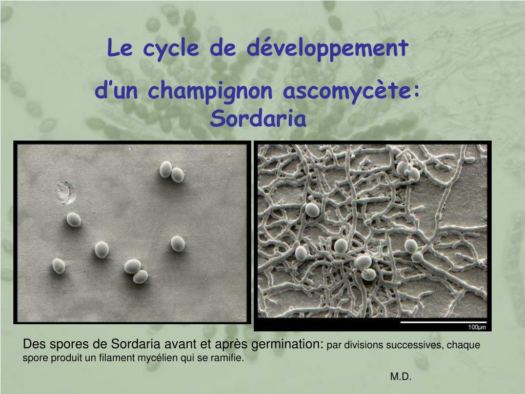 PPT - Le cycle de développement d'un champignon ascomycète: Sordaria  PowerPoint Presentation - ID:898664
