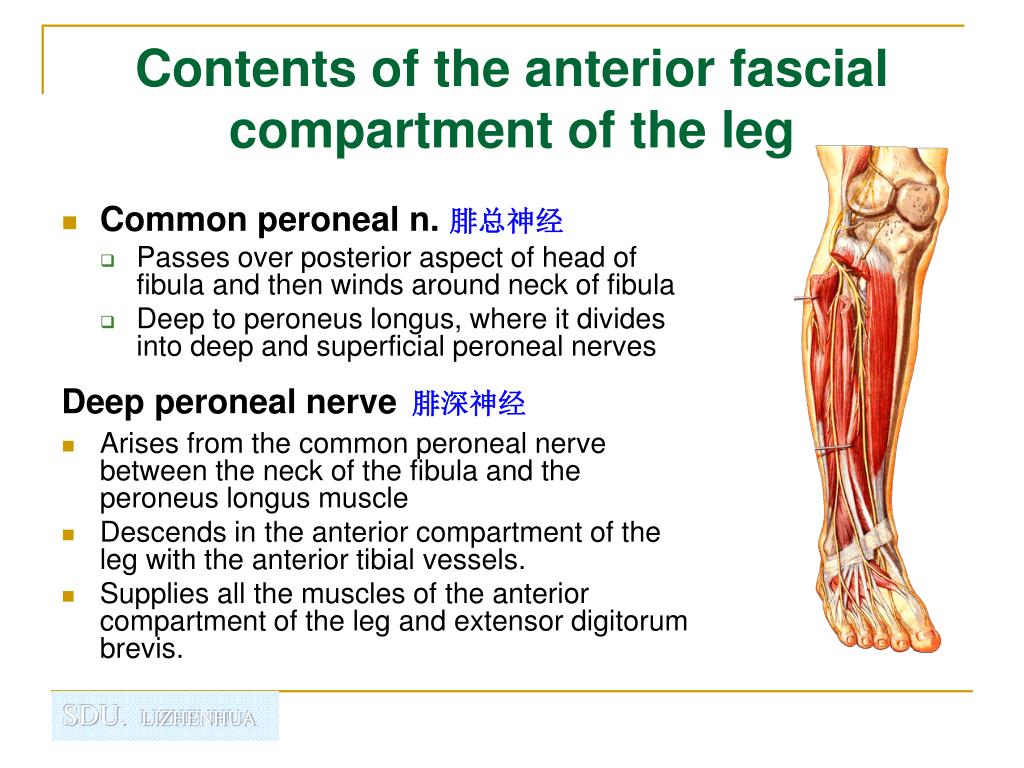 PPT - Regional anatomy of the lower limb PowerPoint Presentation, free