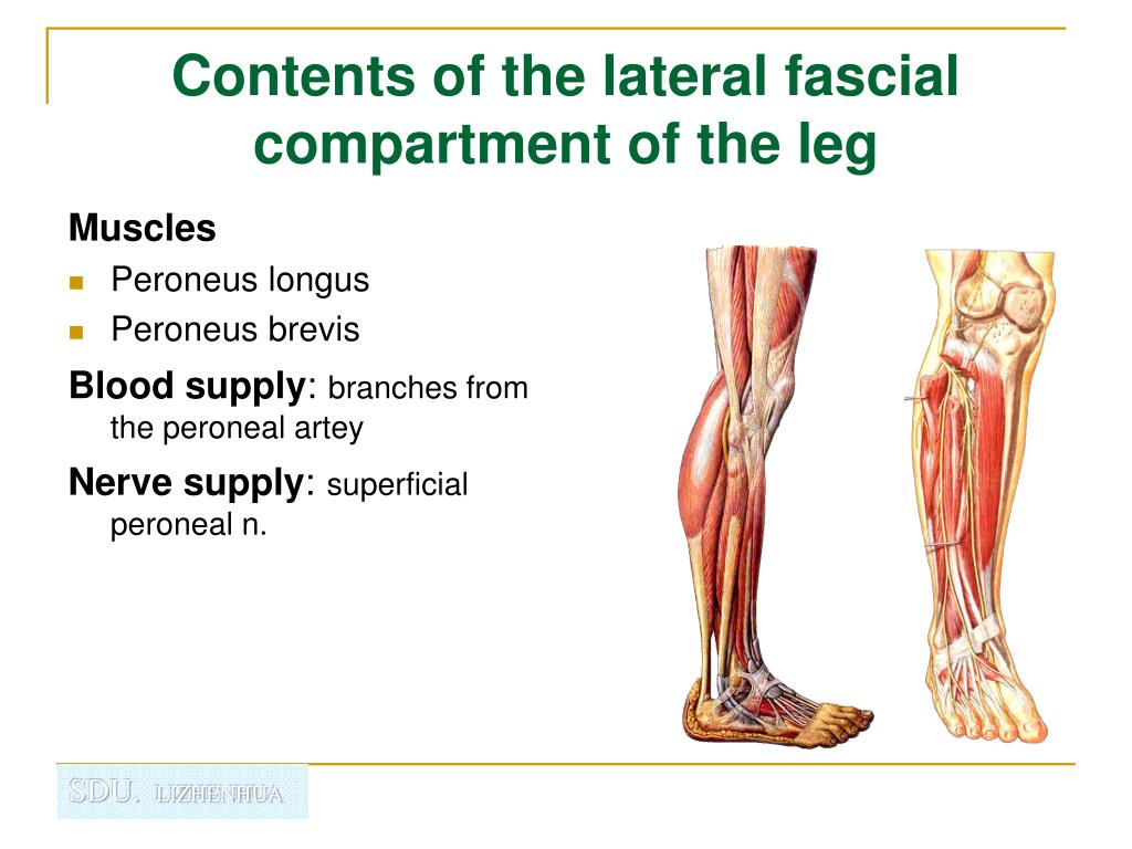 blood supply for compartments of leg