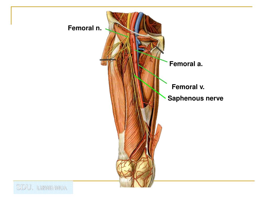 PPT - Regional anatomy of the lower limb PowerPoint Presentation, free