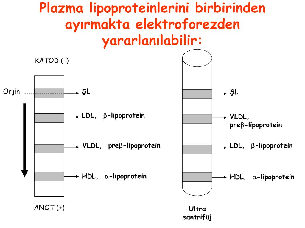 HDL VHDL lipoproteins.
