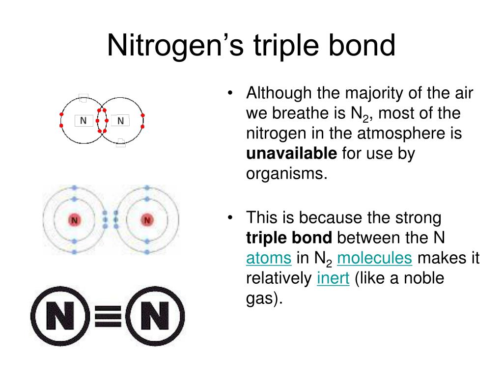 PPT The Nitrogen Cycle PowerPoint Presentation, free download ID899587