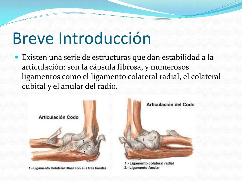 Ligamentos De La Articulación Del Codo