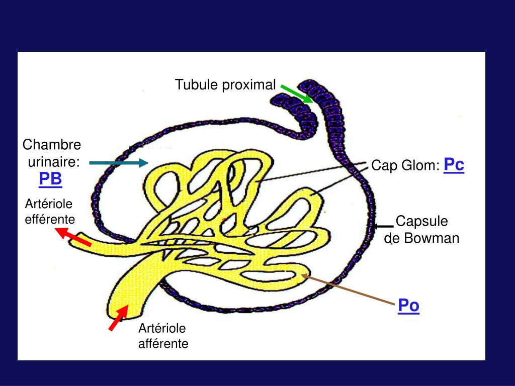 PPT - Diagnostic des Protéinuries PowerPoint Presentation, free download -  ID:901230