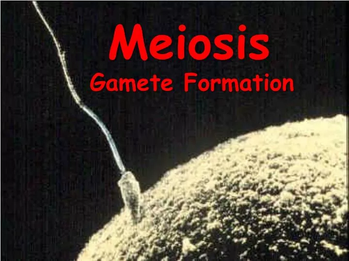meiosis n.