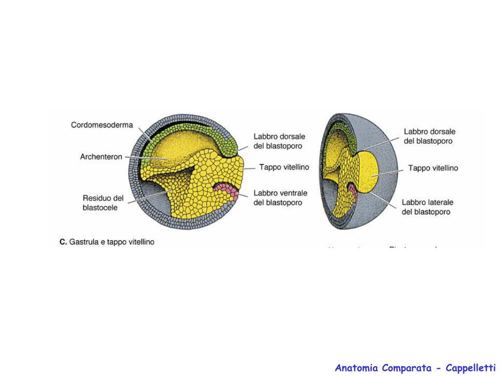 PPT - Anatomia Comparata - Cappelletti PowerPoint Presentation, free  download - ID:902177